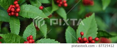 Sarcandra glabra 87725412