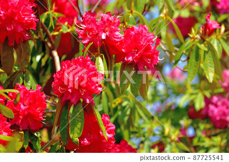 大船花卉中心Shakunage 87725541