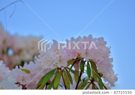 Ofuna Flower Center Shakunage 87725550