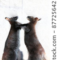 Wallaby fighting 87725642