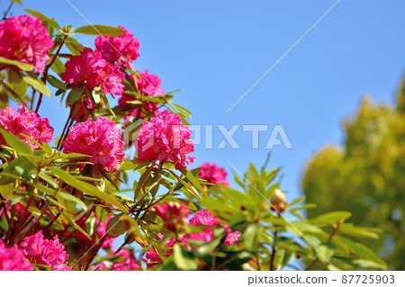 大船花卉中心Shakunage 87725903