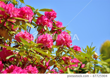 Ofuna Flower Center Shakunage Ofuna Flower Center Shakunage 87725904