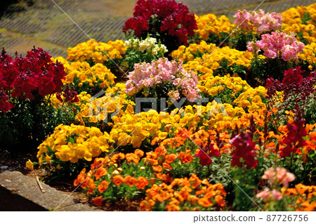 Ofuna Flower Center / Flowerbed 87726756