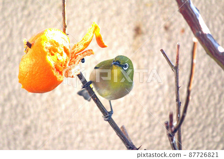 White-eye landing near a mandarin orange, facing left, front White-eye landing near a mandarin orange, facing left, front 87726821