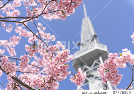 Chubu Electric Power MIRAI TOWER (Nagoya TV Tower) and Sakura Kawazu 87726899
