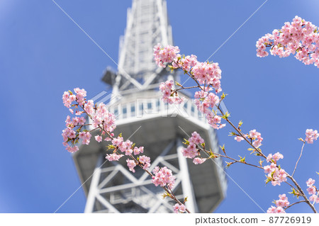 Chubu Electric Power MIRAI TOWER (Nagoya TV Tower) and Sakura Kawazu 87726919