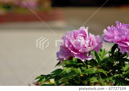 Ofuna Flower Center Peony Ofuna Flower Center Peony 87727109