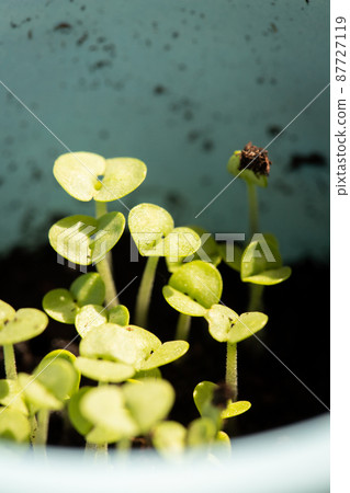 Microgreens grown on the windowsill in jars. The concept of vitamins in the spring and home garden. Top view. Macro photo. 87727119