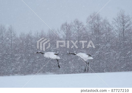 Cranberries 87727210