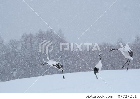 Cranberries 87727211