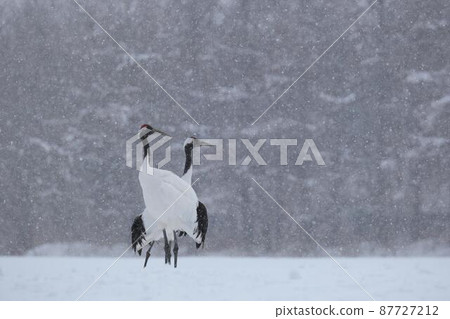 Cranberries Cranberries 87727212