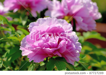 Ofuna Flower Center Peony Ofuna Flower Center Peony 87727289