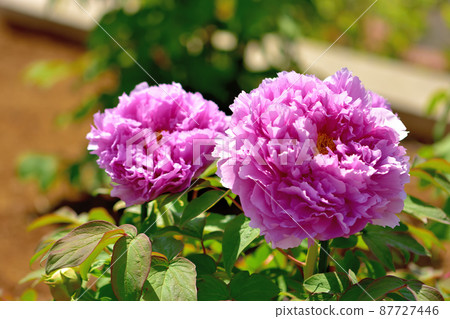 Ofuna Flower Center Peony Ofuna Flower Center Peony 87727446