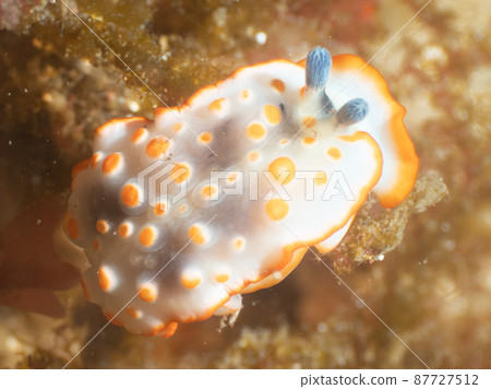Hanaotome sea slug Hanaotome sea slug 87727512