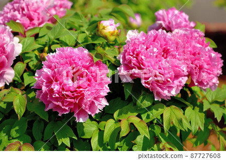 Ofuna Flower Center Peony Ofuna Flower Center Peony 87727608
