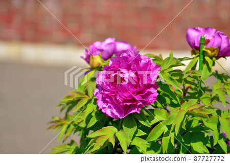 Ofuna Flower Center Peony Ofuna Flower Center Peony 87727772