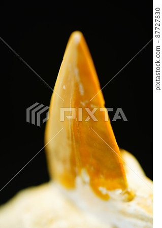 Shark shark fossils of shark teeth 87727830