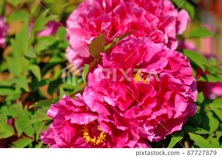 大船花卉中心牡丹 87727879