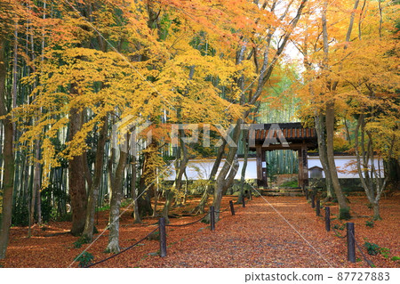 Bamboo Temple Jizo-in Autumn Leaves Scenery Bamboo Temple Jizo-in Autumn Leaves Scenery 87727883