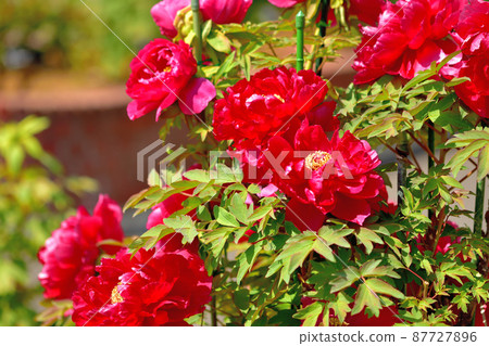 Ofuna Flower Center Peony 87727896