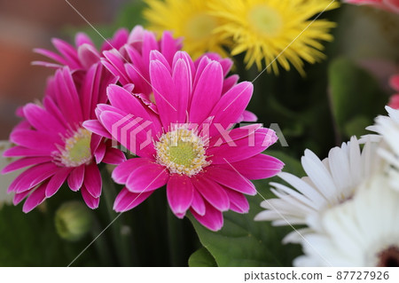 Pink gerbera flowers blooming in the spring garden of Japan 87727926