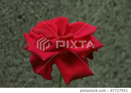 rose	 87727931