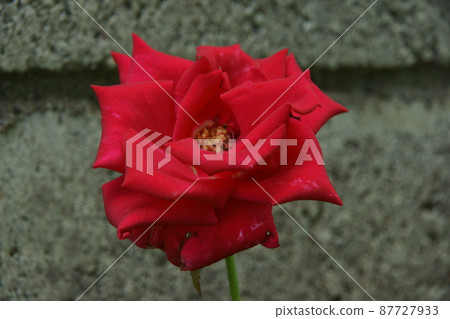 rose	 87727933