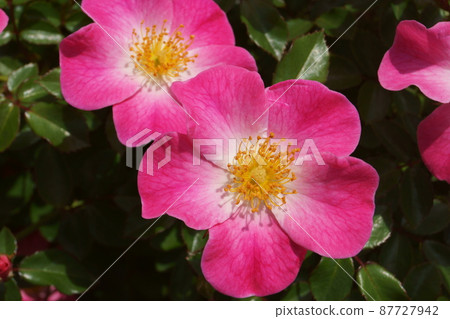 rose	 87727942
