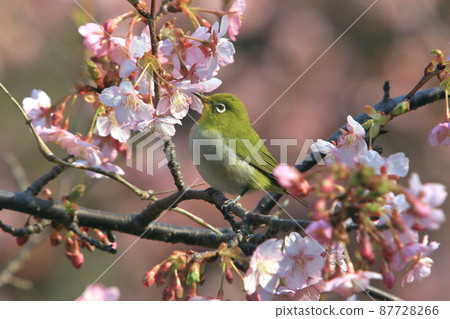 White-eye that has been seeking nectar from Kawazu cherry blossoms 87728266