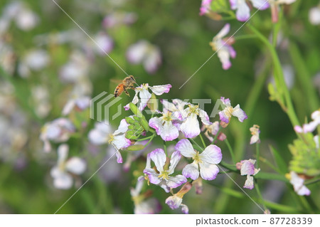 Radish flowers and bees Radish flowers and bees 87728339
