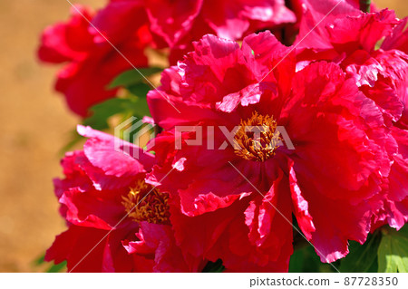 Ofuna Flower Center Peony 87728350