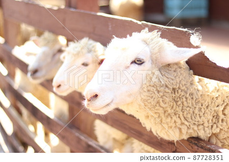 Sheep showing their faces 87728351