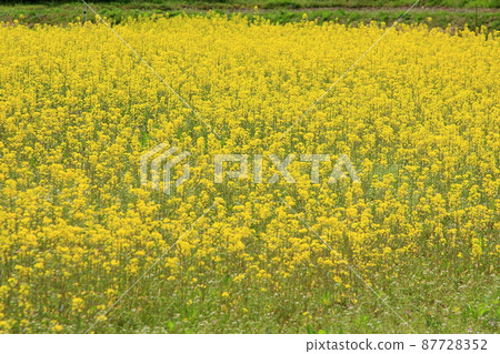 黃色地毯 油菜花田 87728352