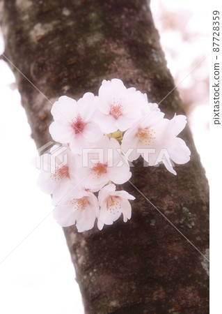 家庭式的體吹櫻花 87728359