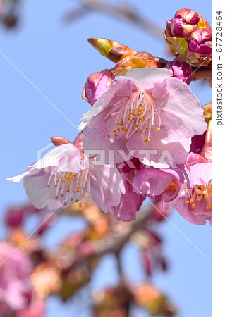 Cherry Blossoms	 87728464