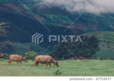 Mammal animal, Thai buffalo in grass field Mammal animal, Thai buffalo in grass field 87728477