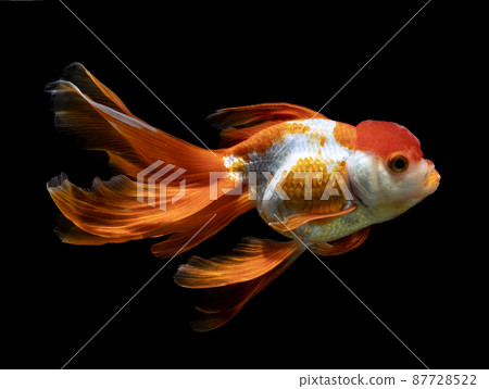 goldfish isolated on a dark black background 87728522