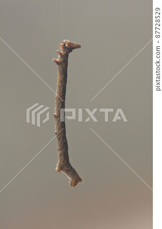長得像樹枝的尺蠖 87728529