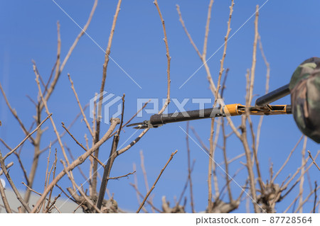 用高枝剪刀修剪柿子樹 87728564