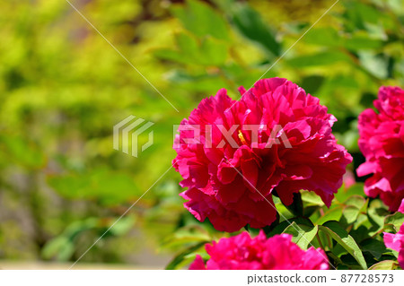 Ofuna Flower Center Peony Ofuna Flower Center Peony 87728573