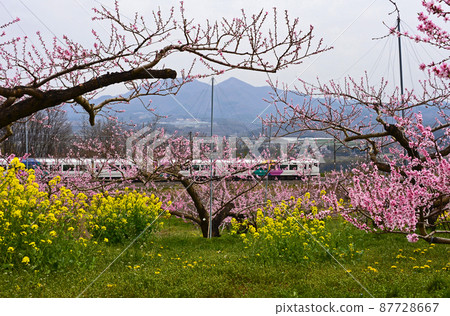 山梨縣桃花和火車 87728667