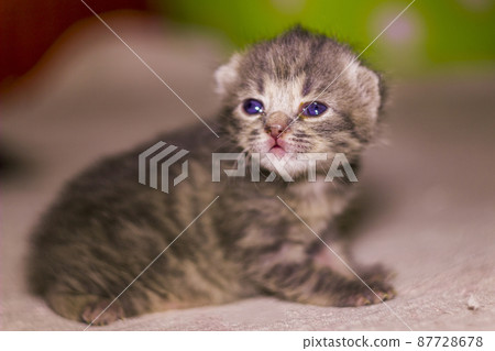 a cute newborn grey kitten cat a cute newborn grey kitten cat 87728678