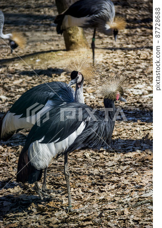black crowned cranes in the zoo 87728688