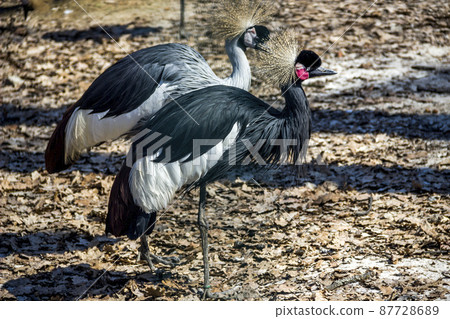 two black crowned cranes in the zoo 87728689