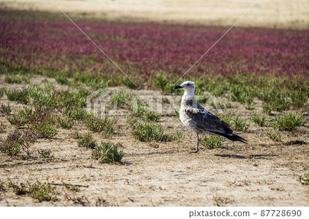 a seagull on the field 87728690