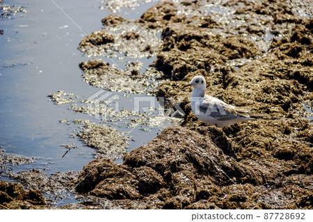 seagull on dirty from algae shore 87728692