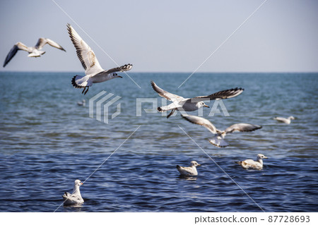 flying and swimming seagulls 87728693