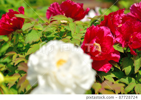 Ofuna Flower Center Peony Ofuna Flower Center Peony 87728724