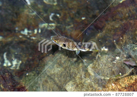 A small blowfish that swims swiftly Stock Photo 87728807 PIXTA