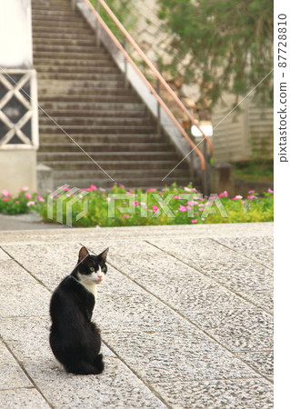 Return of beauty cat 87728810